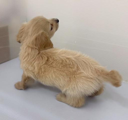 秋田県のミニチュアダックスフンド(ロング) (ペットアミ 本荘インター店/2025年10月17日生まれ/女の子/イエロー)の子犬の4枚目の画像