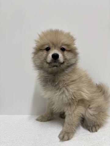 新潟県のポメラニアン (ペットアミ 加茂店/2025年9月26日生まれ/男の子/クリーム)の子犬の1枚目の画像