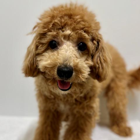 新潟県のハーフ犬・ミックス犬 (ペットアミ 加茂店/2025年3月23日生まれ/男の子/アプリコットその他)の子犬の1枚目の画像