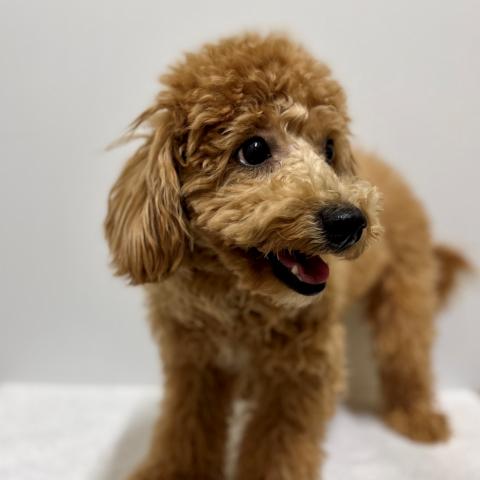 新潟県のハーフ犬・ミックス犬 (ペットアミ 加茂店/2025年3月23日生まれ/男の子/アプリコットその他)の子犬の2枚目の画像