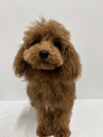 新潟県のトイプードル(トイ) (ペットアミ 加茂店/2025年7月26日生まれ/男の子/レッド)の子犬の1枚目の画像