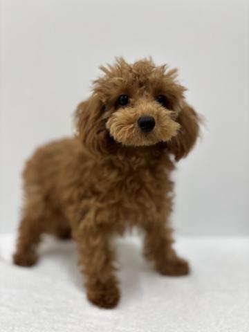 新潟県のトイプードル(トイ) (ペットアミ 加茂店/2025年7月26日生まれ/男の子/レッド)の子犬の2枚目の画像