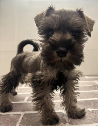 ミニチュアシュナウザー