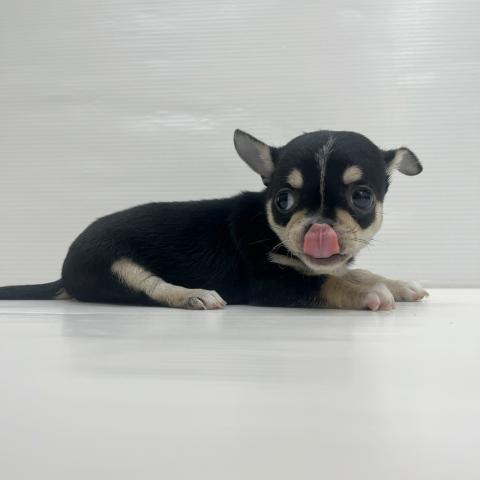 チワワ（スムースコート）