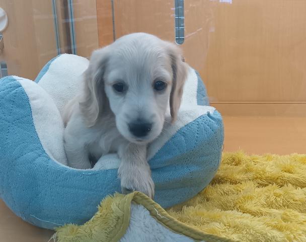 新潟県のミニチュアダックスフンド(ロング) (ペットアミ 六日町店/2025年12月18日生まれ/男の子/イエロー)の子犬