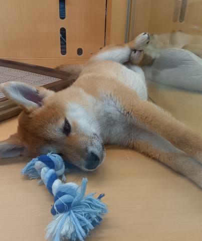 新潟県の柴犬(標準サイズ) (ペットアミ 六日町店/2025年7月4日生まれ/男の子/赤)の子犬の3枚目の画像