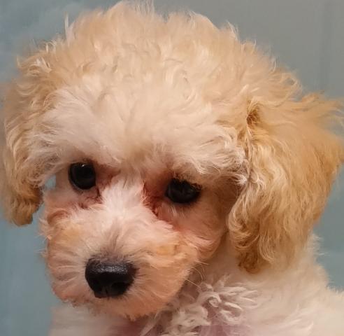 新潟県のトイプードル(トイ) (ペットアミ 六日町店/2025年8月1日生まれ/男の子/ペールフォーン)の子犬の1枚目の画像