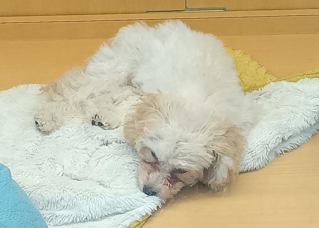 新潟県のトイプードル(トイ) (ペットアミ 六日町店/2025年8月1日生まれ/男の子/ペールフォーン)の子犬の3枚目の画像