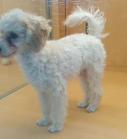 新潟県のトイプードル(トイ) (ペットアミ 六日町店/2025年8月1日生まれ/男の子/ペールフォーン)の子犬の4枚目の画像