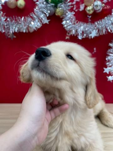 ゴールデンレトリーバー