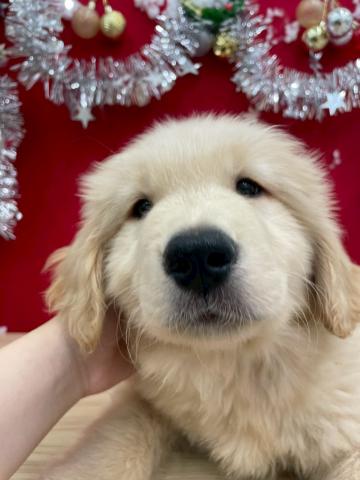 ゴールデンレトリーバー