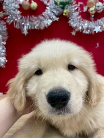 ゴールデンレトリーバー