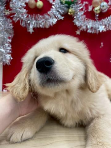 ゴールデンレトリーバー