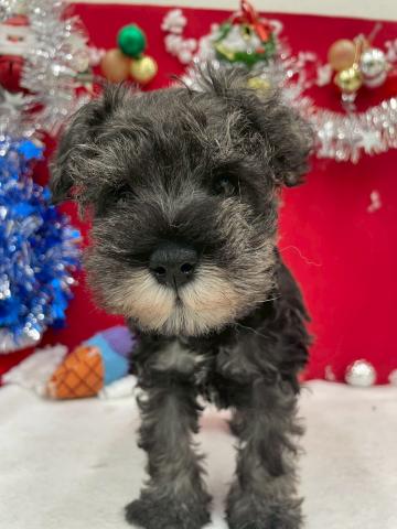 ミニチュアシュナウザー