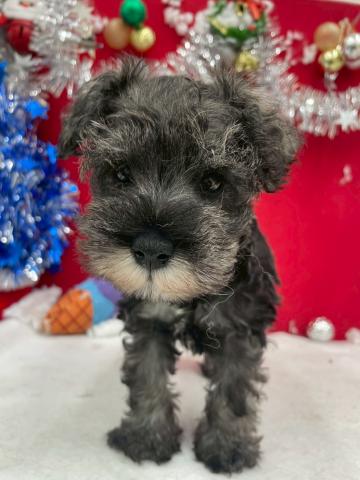 ミニチュアシュナウザー