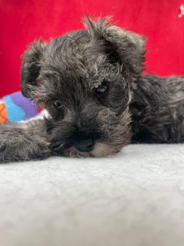 ミニチュアシュナウザー