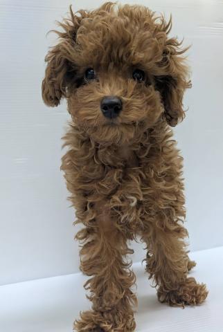 トイプードル
