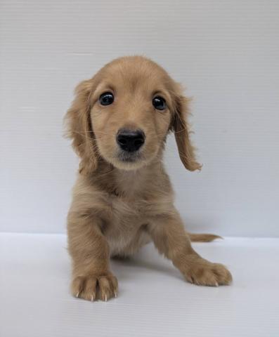 ミニチュアダックスフンド