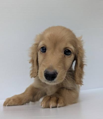 ミニチュアダックスフンド