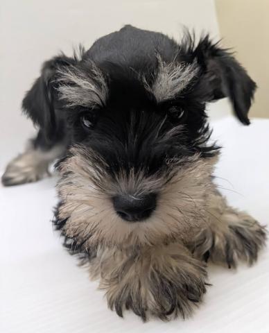 ミニチュアシュナウザー