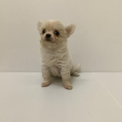 新潟県のチワワ(ロング) (ペットアミ 新発田店/2025年9月25日生まれ/男の子/クリーム)の子犬の1枚目の画像