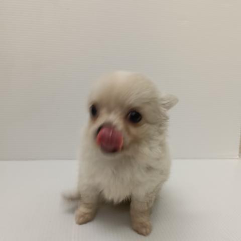 新潟県のチワワ(ロング) (ペットアミ 新発田店/2025年9月25日生まれ/男の子/クリーム)の子犬の4枚目の画像