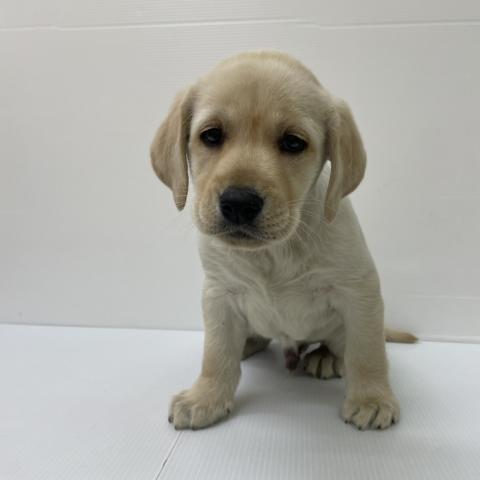 新潟県のラブラドールレトリーバー (ペットアミ 新発田店/2025年9月20日生まれ/男の子/イエロー)の子犬の3枚目の画像