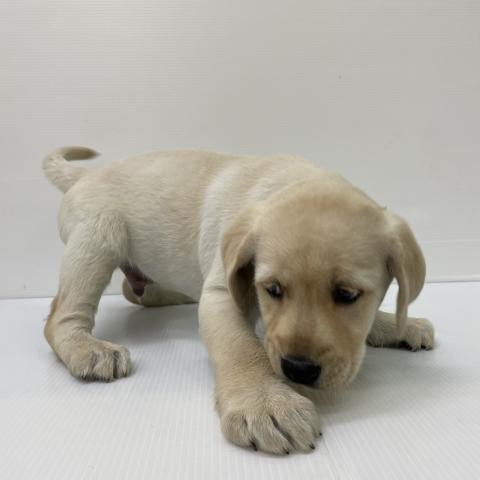 新潟県のラブラドールレトリーバー (ペットアミ 新発田店/2025年9月20日生まれ/男の子/イエロー)の子犬の4枚目の画像