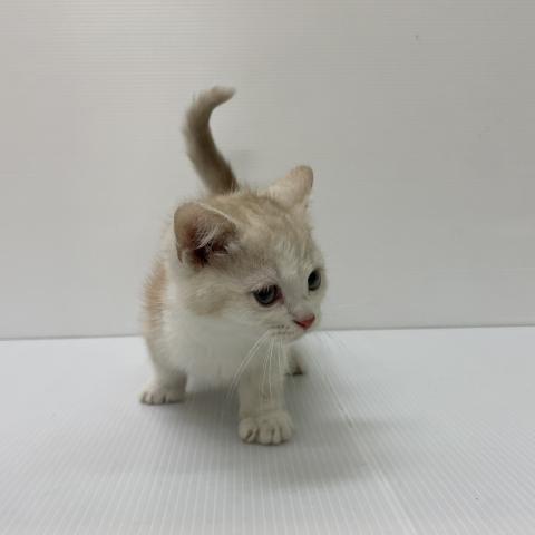 新潟県のマンチカン (ペットアミ 新発田店/2025年9月20日生まれ/男の子/レッドタビーホワイト)の子猫の2枚目の画像