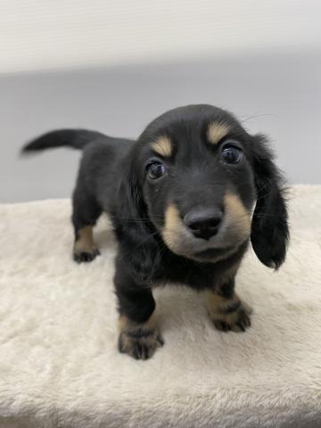 ミニチュアダックスフンド