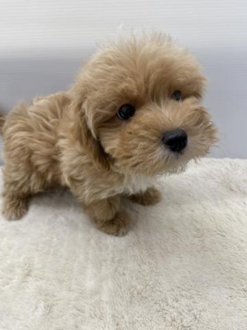 MIXマルチーズ×トイプードル