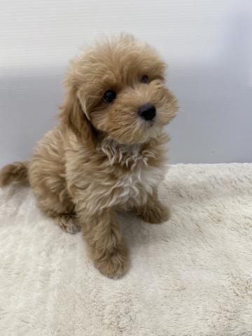 MIXマルチーズ×トイプードル