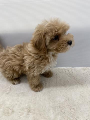 MIXマルチーズ×トイプードル