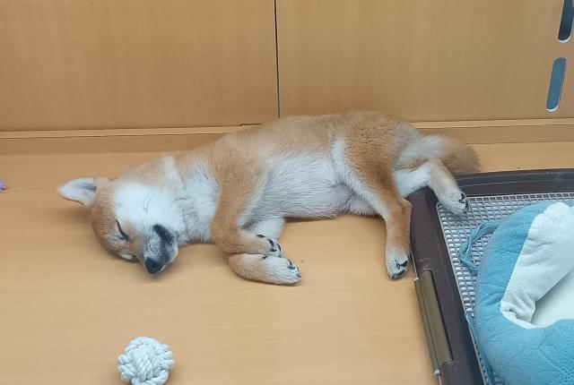 新潟県の柴犬(標準サイズ) (ペットアミ 六日町店/2025年7月4日生まれ/男の子/赤)の子犬の2枚目の画像