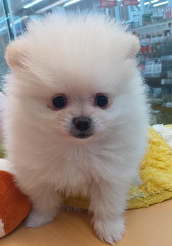 新潟県のポメラニアン (ペットアミ 六日町店/2025年12月19日生まれ/男の子/クリーム)の子犬の1枚目の画像