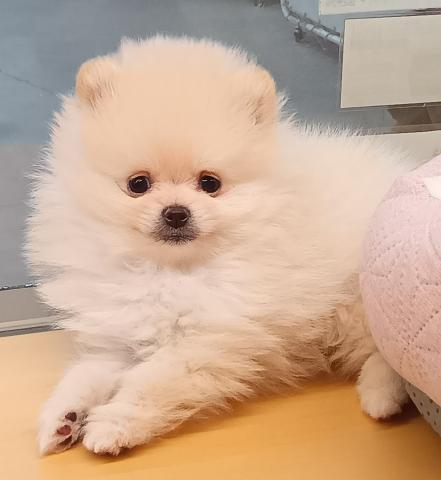 新潟県のポメラニアン (ペットアミ 六日町店/2025年12月19日生まれ/男の子/クリーム)の子犬の2枚目の画像