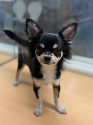 チワワ(ロングコート)