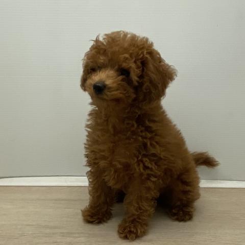 石川県のトイプードル(トイ) (ペットアミ 津幡店/2025年10月6日生まれ/男の子/レッド)の子犬