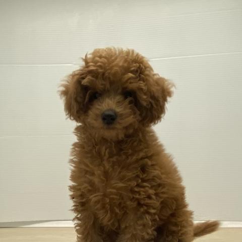 石川県のトイプードル(トイ) (ペットアミ 津幡店/2025年10月6日生まれ/男の子/レッド)の子犬の3枚目の画像