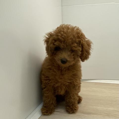 石川県のトイプードル(トイ) (ペットアミ 津幡店/2025年10月6日生まれ/男の子/レッド)の子犬の4枚目の画像