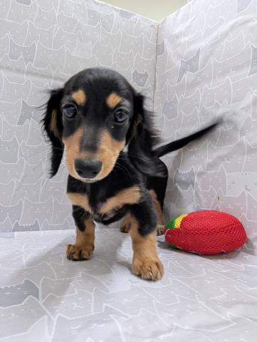 富山県のミニチュアダックスフンド(ロング) (ペットアミ宮野店/2025年9月15日生まれ/女の子/ブラックタン)の子犬