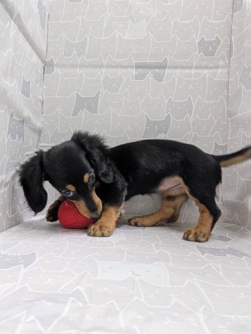 富山県のミニチュアダックスフンド(ロング) (ペットアミ宮野店/2025年9月15日生まれ/女の子/ブラックタン)の子犬の3枚目の画像