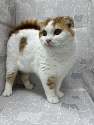 富山県のスコティッシュフォールド (ペットアミ宮野店/2025年7月6日生まれ/男の子/レッドタビーホワイト)の子猫