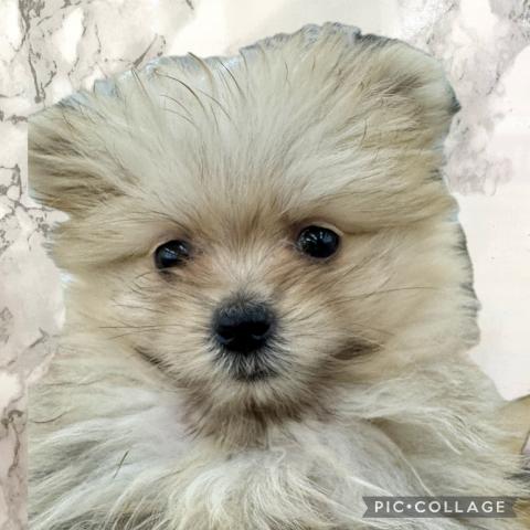 埼玉県のポメマル/マルポメ(ポメラニアン×マルチーズ) (NICO PET 三郷店/2025年8月31日生まれ/男の子/オレンジ)の子犬の1枚目の画像