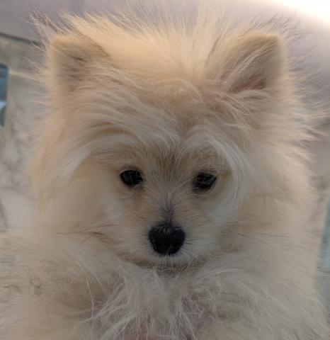 埼玉県のポメマル/マルポメ(ポメラニアン×マルチーズ) (NICO PET 三郷店/2025年8月31日生まれ/男の子/オレンジ)の子犬の4枚目の画像