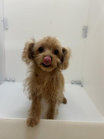 新潟県のチワプー/プーチー(チワワ×プードル) (ペットアミ 長岡店/2025年6月20日生まれ/男の子/その他色)の子犬の1枚目の画像