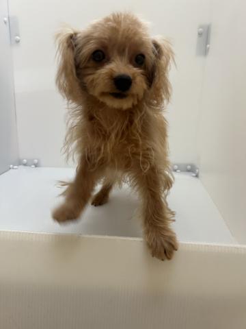 新潟県のチワプー/プーチー(チワワ×プードル) (ペットアミ 長岡店/2025年6月20日生まれ/男の子/その他色)の子犬の2枚目の画像