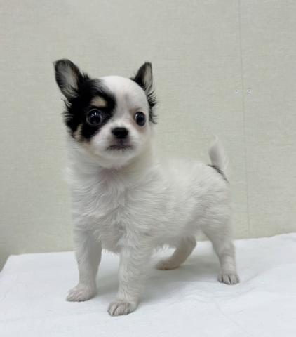 チワワ（ロングコート）