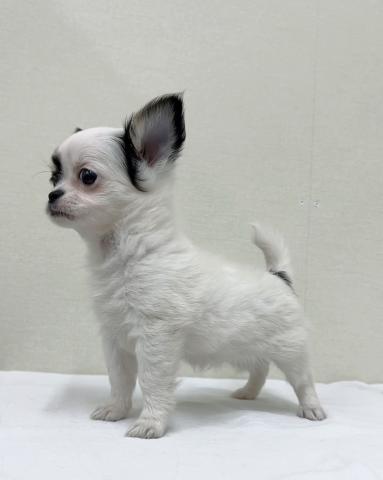 チワワ（ロングコート）