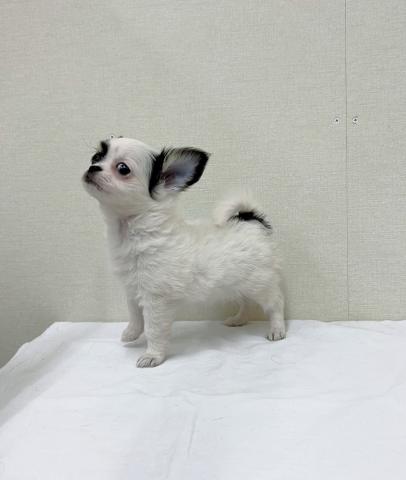 チワワ（ロングコート）